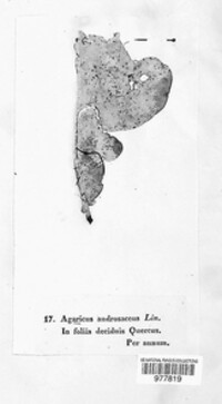 Lichenomphalia umbellifera image